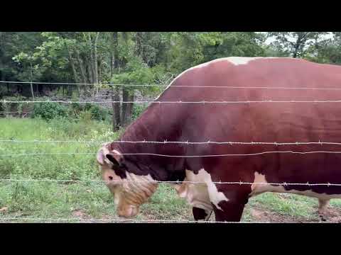 Rufus was mad mad this morning 