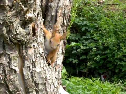 Veverite la Calinesti, Arges