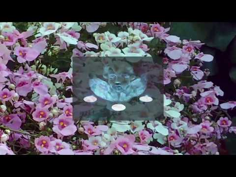 Błogie Milczenie - Twarze