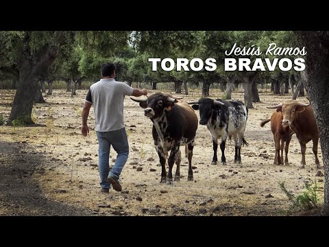 Toros Bravos Jesús Ramos GANADERÍAS de Toro Bravo 2020