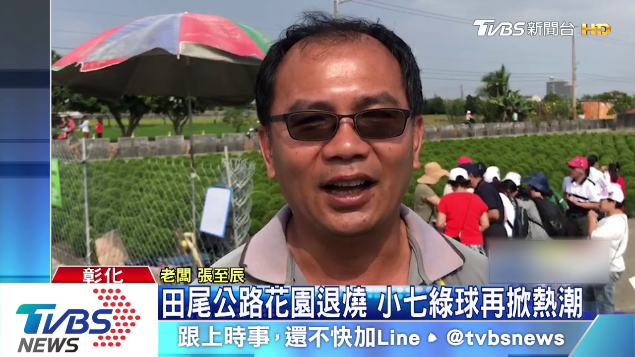 台版波波草　入園50元折換多肉植物