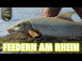 FEEDERN Am Rhein Zielfisch BARBE