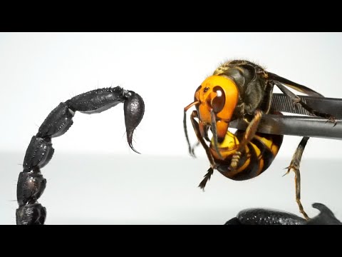 サソリ科について詳しく解説