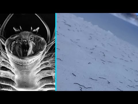 A Few Billion Strange Worms Found Frozen in Ice