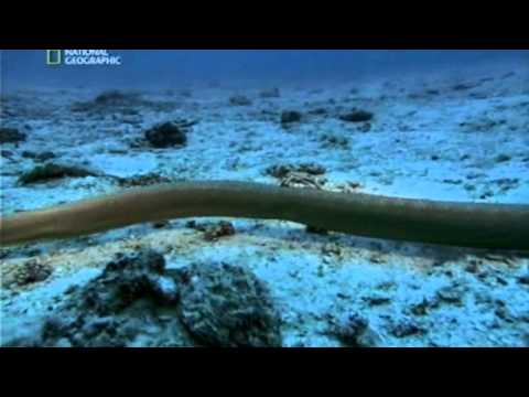 Мир глубин   Digitalis      So far away