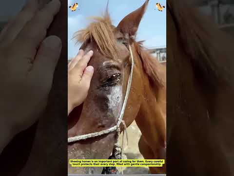 Special Care for Horses💕🥹 #animallife #horse #foryoupage #loveanime