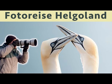 Helgoland - das Paradies für Vogelfotografen | Vlog zur Reise
