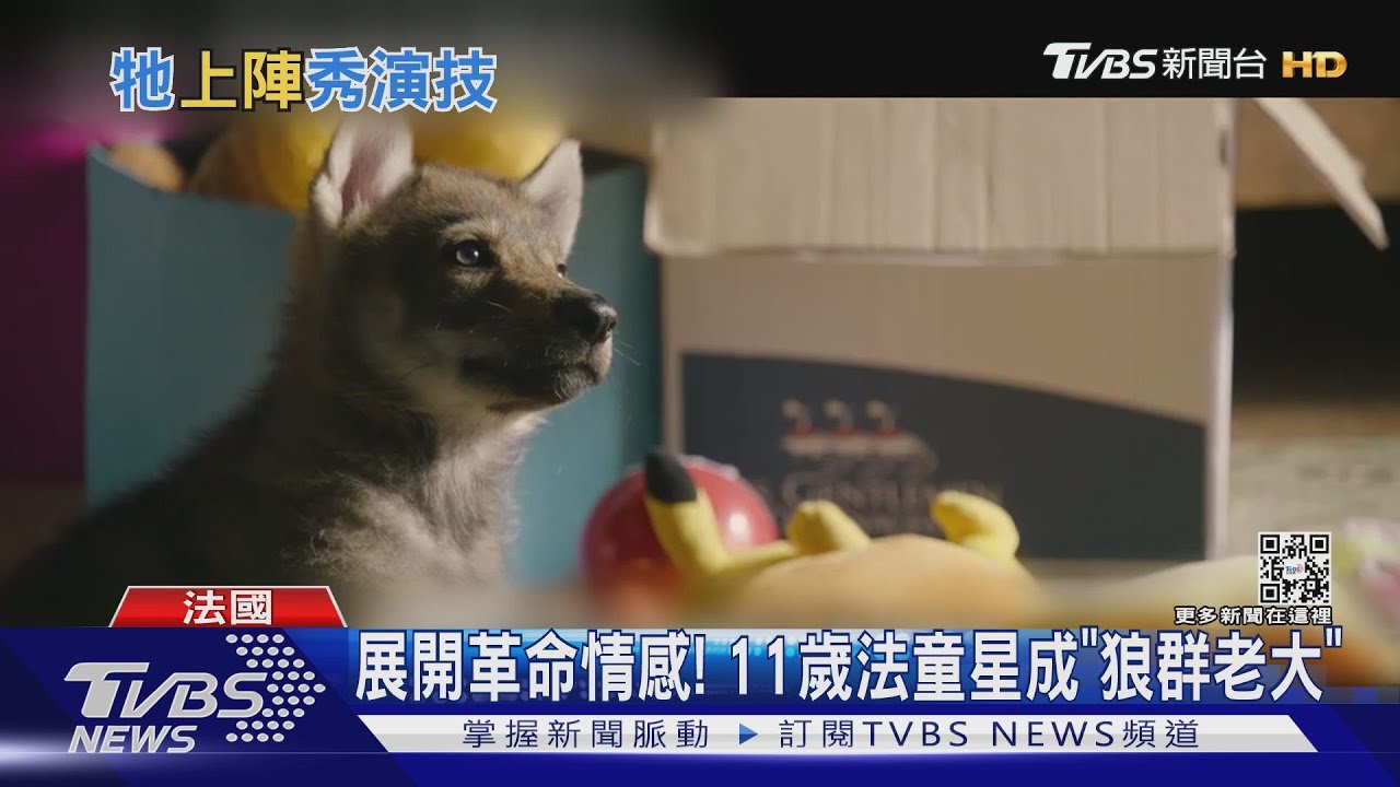 不用特效找「真狼」演出！法國童星拍戲征服狼　成為「老大」