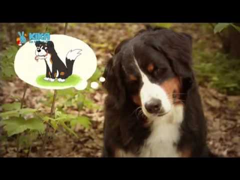 Löwenzähnchen 21 Keks und die Blubberblasen