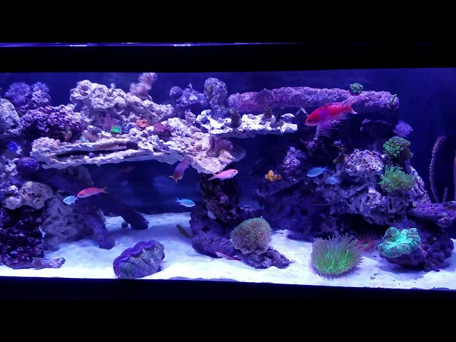 125 Gallon Mixed Reef Tank -50 Gallon Sump-Refugium Setup