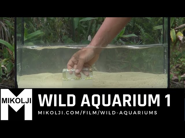 WILD AQUARIUM 1