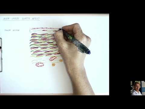 44 Aorta - large elastic artery