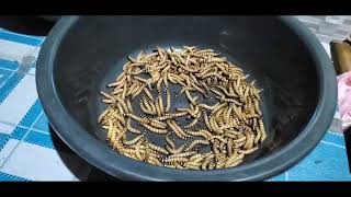 STARTING SUPERWORM FARMING, save much from commercial feeds using these worms