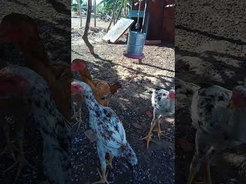 criatório índio gigante João Dantas Altaneira Ceará!