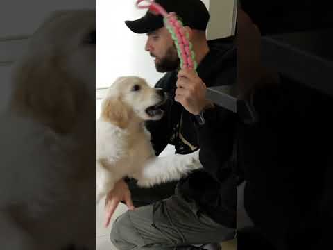 Comment jouer avec son chiot ? 🐶 ft. @silentjill