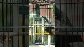 Download lagu Anis Kembang Ngecis Nratak Ngerol Di Pagi Hari #aniskembangngeplong #kicaumaniaindonesia #kicaumania mp3