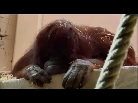 Nénette (2010) - Trailer English Subs