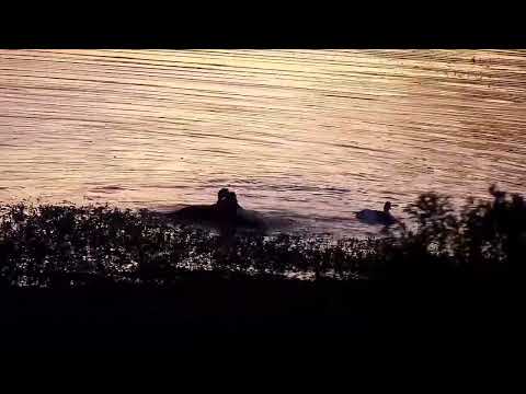 Djuma: Egyptian Geese fighting - 05:23 - 09/25/2022