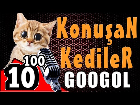 Konuşan Kediler Yeni Bölüm - Komik Kedi Videoları - Konuşan Kediler 10 üzeri 100 ( GooGol )