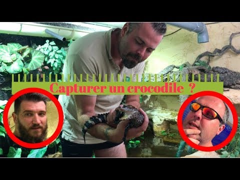 Comment capturer un CROCODILE !!!! Petit et Caiman ;-)