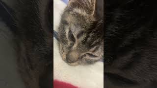 子猫のエンジン音(グルグル) ストレス解消にどうぞ #shorts