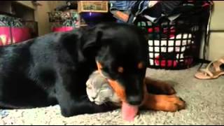 CANE E GATTO COCCOLE