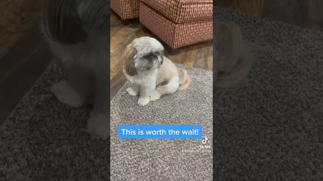 Why is my Shih Tzu so big? Tipseri