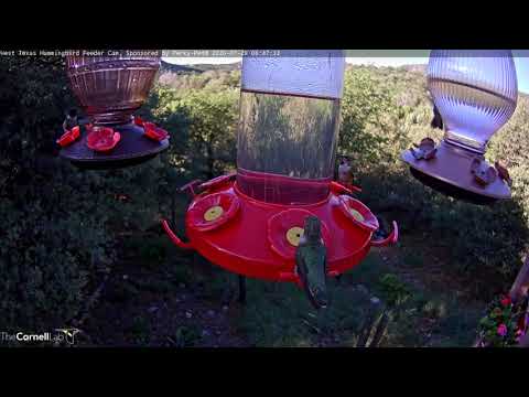 Female Rufous Hummingbird Flashes Iridescent Throat Patch In West Texas — July 29, 2020