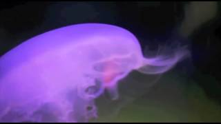 HIRD &#39;Fading Blues&quot;