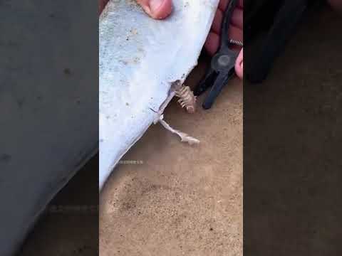 #australonuphis catching...also known as an Australian Beach Worm