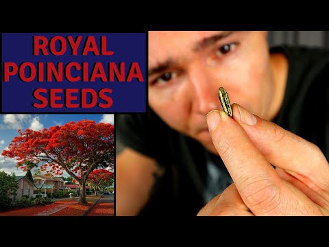 image-Are royal poinciana trees messy?