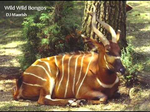 Wild Wild Bongos (Will Smith vs Safri Duo Mash Up)