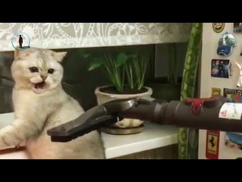 November Funny Scared Cat Videos 🐈 Funny Cat 2018 #bluesky