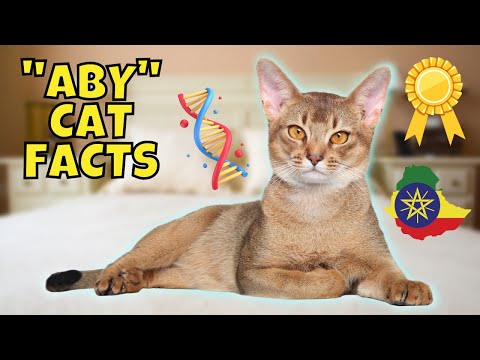 10 Fascinating Facts About Abyssinian Cats