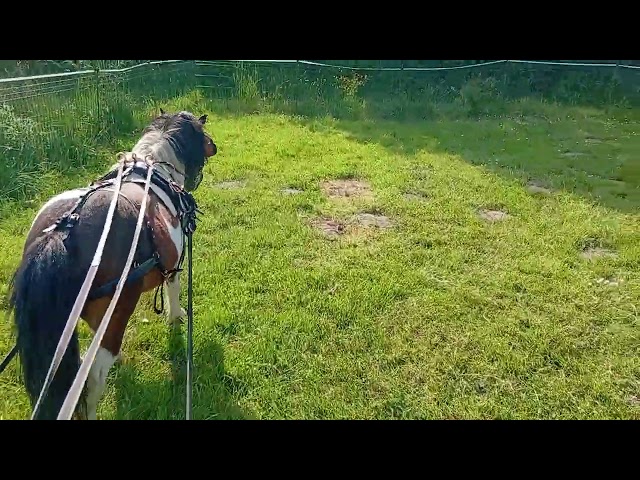 Entier type mini shetland 