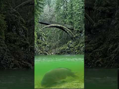 Zulfe de sumbal guly-pashtosong#nature #music#like#viral#love#sky#animals