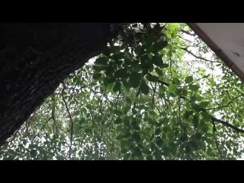 Dario Rivera-Tom Kessler-Irving Mendoza-Abiram Mejia - Improvisacion Las Hojas Cantan