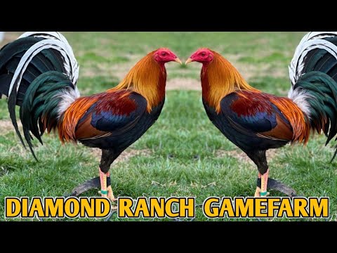 Pure Sweater Yellow leg hatch Kelso - DIAMOND RANCH FARM