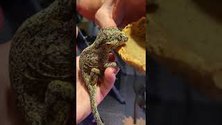 Gargoyle Gecko Reptiles Videos