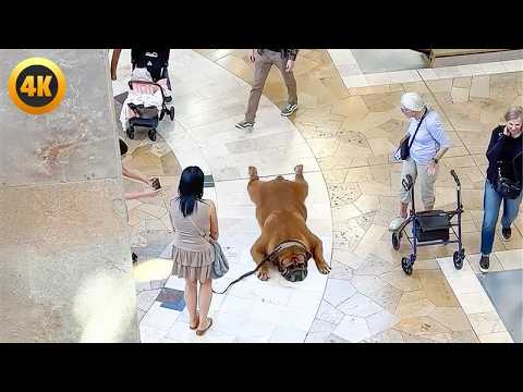 Nous aimons les grands chiens | les plus grands échecs canins et les clips les plus drôles