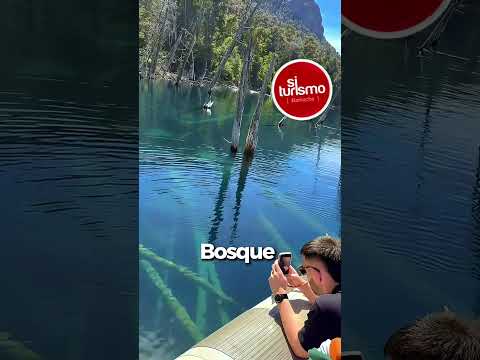 Excursión al bosque sumergido en Villa Traful - ¿Qué hacer en Bariloche?