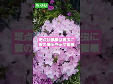 レンゲツツジが咲かないのはなぜですか?その原因と対処法をご紹介します！  庭園