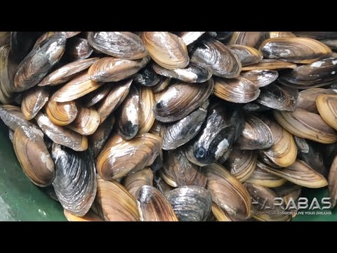 EP700-P2 - Masarap na Bildat Forage and Cook | Occ. Mindoro