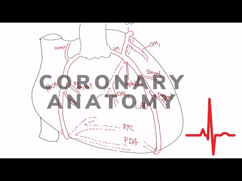 Vaisseaux coronariens. Les bases de l'apport sanguin au cœur.