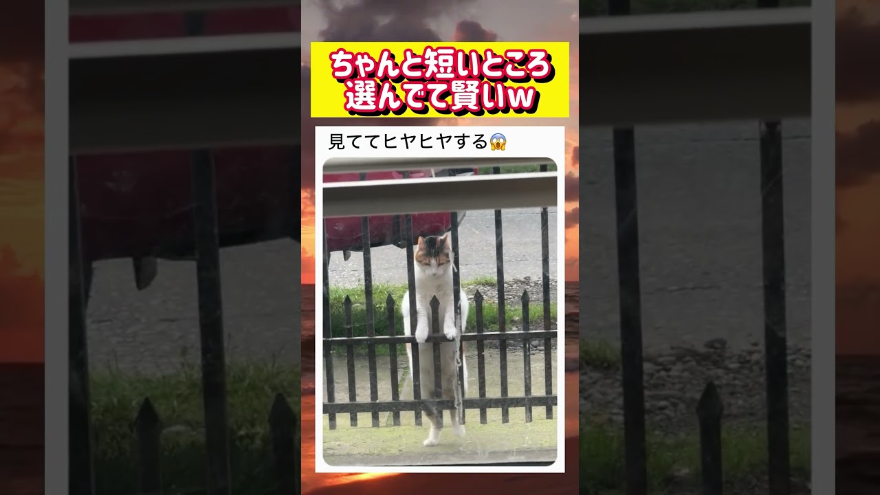 【🐈】危なすぎる場所を通り抜けようとするぽっちゃり猫wwwww