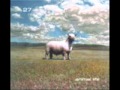 27 - Animal Life - 9 Mile Burn