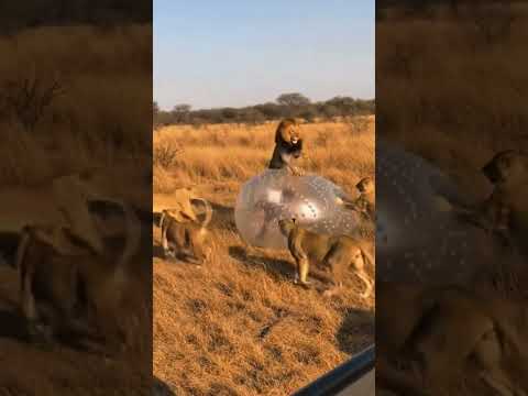 MrNoFear.exe is in action. Lion attack.