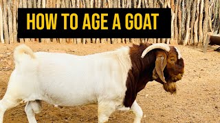 HOW TO AGE A GOAT