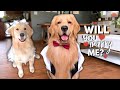 My Dog Gets Married