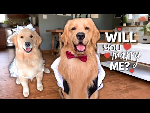 My Dog Gets Married?!
